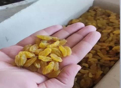 تصویر 4 از خرید و فروش کشمش طلایی کاشمر با شرایط فوق العاده